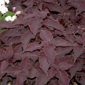 Coleus 'Sorcerer' (051485)