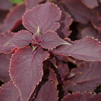 Coleus 'Sorcerer' (051487)