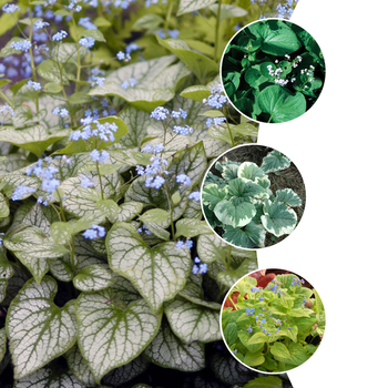 Brunnera 'Multiple Varieties' (051519)