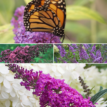 Buddleia 'Multiple Varieties' (051521)