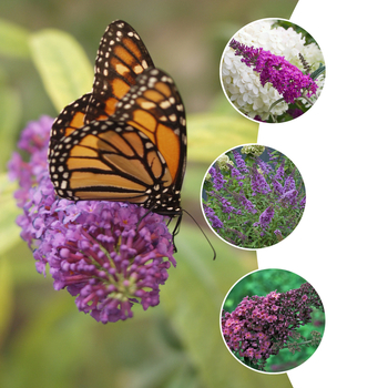 Buddleia 'Multiple Varieties' (051522)