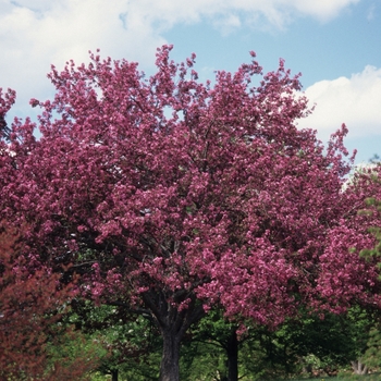 Malus floribunda 'Henry F. duPont' (051539)