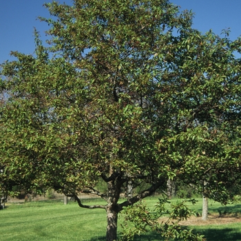 Malus 'Indian Magic' (051540)