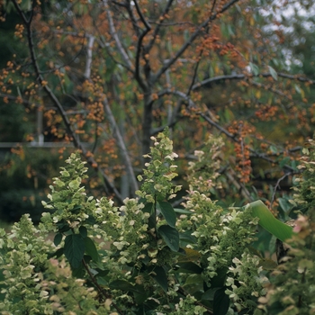 Malus 'Indian Magic' (051541)