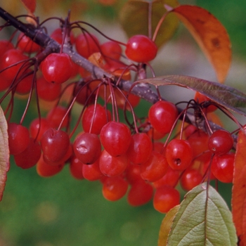 Malus 'Indian Magic' (051542)