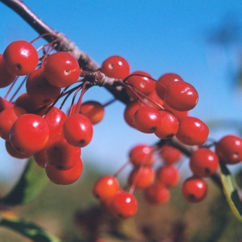 Malus 'Indian Magic' (051543)