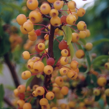 Malus 'Lanzam' (051545)