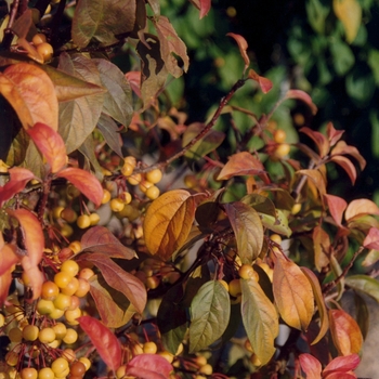 Malus 'Lanzam' (051546)