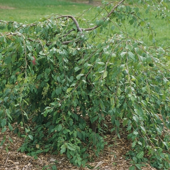 Malus 'Louisa' (051547)