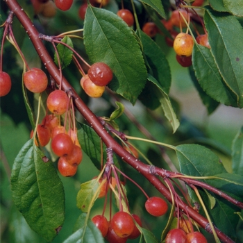 Malus 'Louisa' (051549)