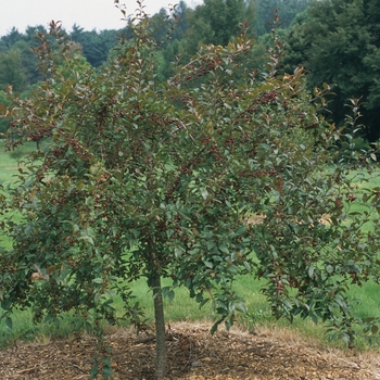 Malus 'Prairifire' (051554)