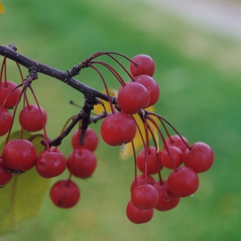 Malus 'Prairifire' (051555)