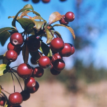 Malus 'Prairifire' (051556)