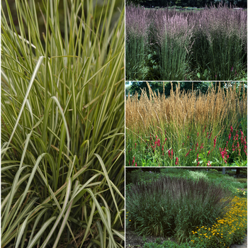 Calamagrostis 'Multiple Varieties' (051569)