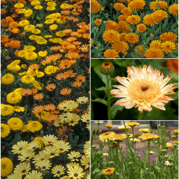 Calendula officinalis '' (051572)