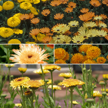 Calendula officinalis '' (051573)