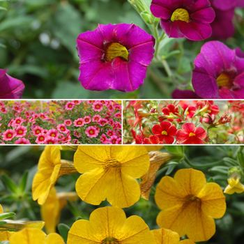 Calibrachoa Caloha® 'Multiple Varieties' (051588)