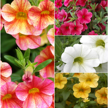 Calibrachoa 'Catwalk™ Series' (051590)