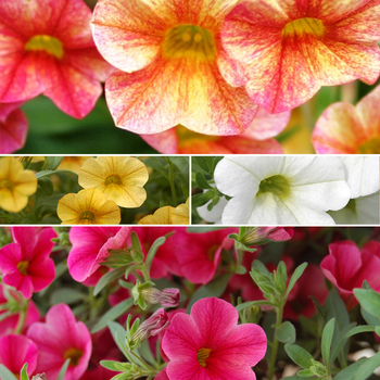 Calibrachoa 'Catwalk™ Series' (051591)