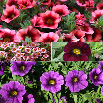 Calibrachoa 'Multiple Varieties' (051597)