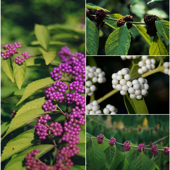 Callicarpa 'Multiple Varieties' (051611)