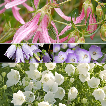 Campanula 'Multiple Varieties' (051615)