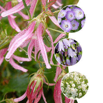 Campanula 'Multiple Varieties' (051616)