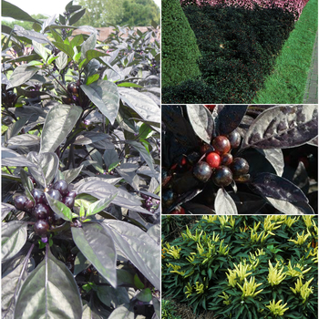 Capsicum annuum 'Multiple Varieties' (051626)