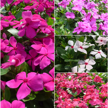 Catharanthus roseus Cora® 'Mix' (051641)