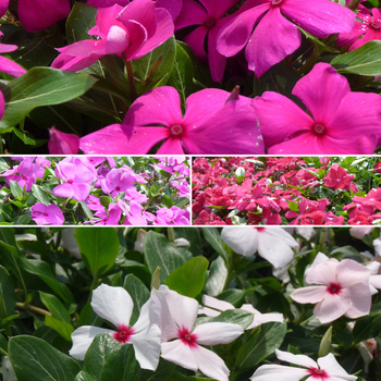 Catharanthus roseus Cora® 'Mix' (051642)