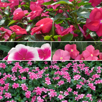 Catharanthus roseus Nirvana® 'Multiple Varieties' (051645)