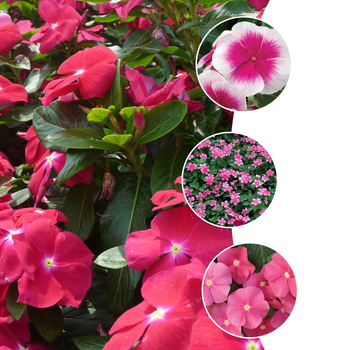 Catharanthus roseus Nirvana® 'Multiple Varieties' (051646)