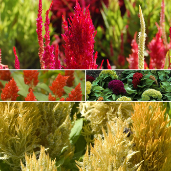 Celosia '' (051648)