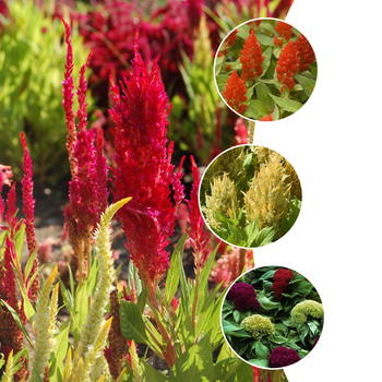 Celosia '' (051649)