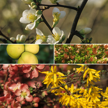 Chaenomeles 'Multiple Varieties' (051651)