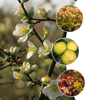 Chaenomeles 'Multiple Varieties' (051652)