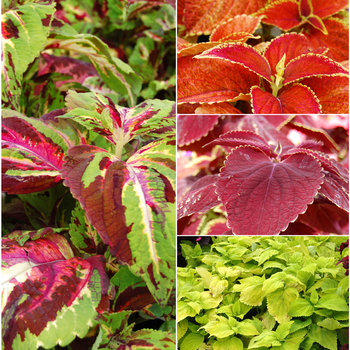 Coleus Giant Exhibition™ 'Multiple Varieties' (051656)