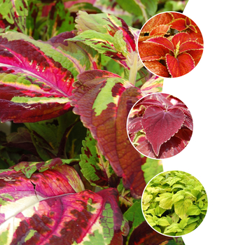 Coleus Giant Exhibition™ 'Multiple Varieties' (051658)