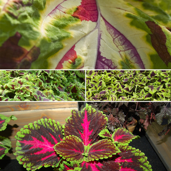 Coleus scutellarioides Kong® 'Multiple Varieties' (051660)