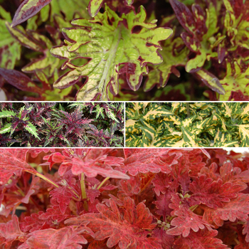 Coleus Stained Glassworks™ 'Multiple Varieties' (051663)