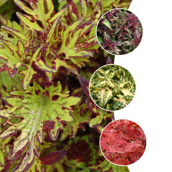 Coleus Stained Glassworks™ 'Multiple Varieties' (051664)