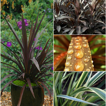 Cordyline Centerpiece™ Collection '' (051665)