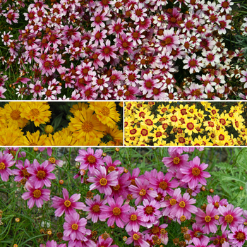 Coreopsis 'Multiple Varieties' (051669)