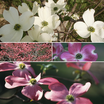 Cornus florida 'Cherokee Collection' (051672)