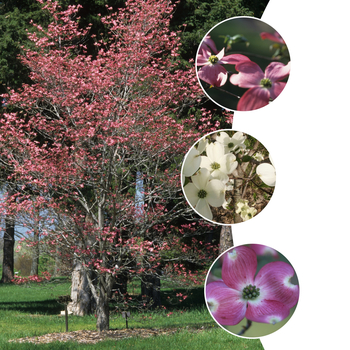 Cornus florida 'Cherokee Collection' (051673)