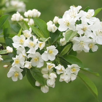 Malus sargentii '' (051696)