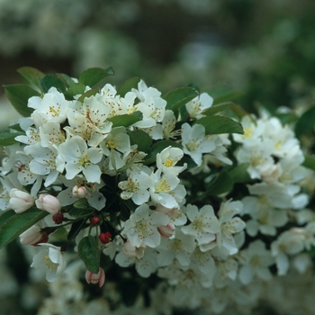 Malus sargentii 'Tina' (051699)