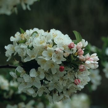 Malus sargentii 'Tina' (051700)