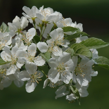 Malus sargentii 'Tina' (051701)