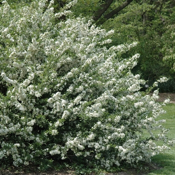 Malus sargentii 'Tina' (051702)